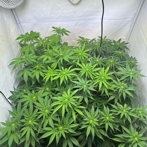 Animal Cookies growlog timeline photo