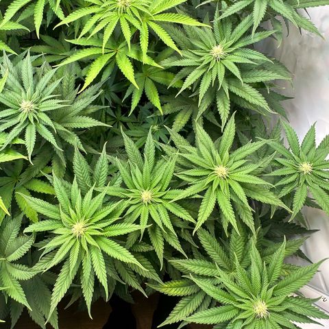 Orange Bud 2.0 growlog timeline photo