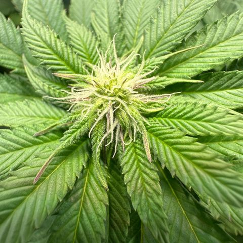Orange Bud 2.0 growlog timeline photo