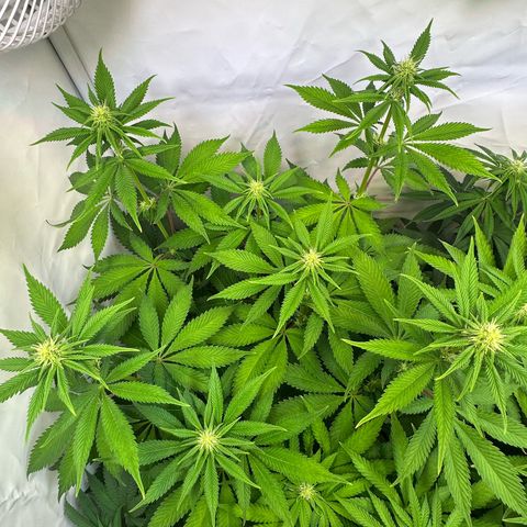 RS11 growlog timeline photo