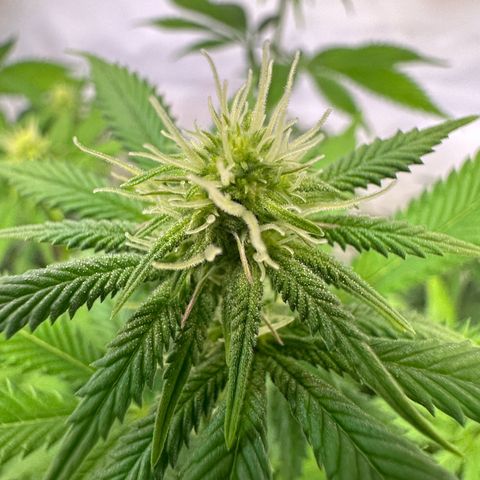 RS11 growlog timeline photo