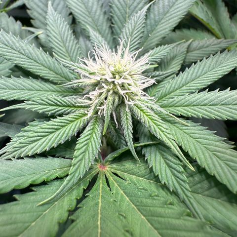 Animal Cookies growlog timeline photo