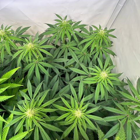 Blue Zushi growlog timeline photo