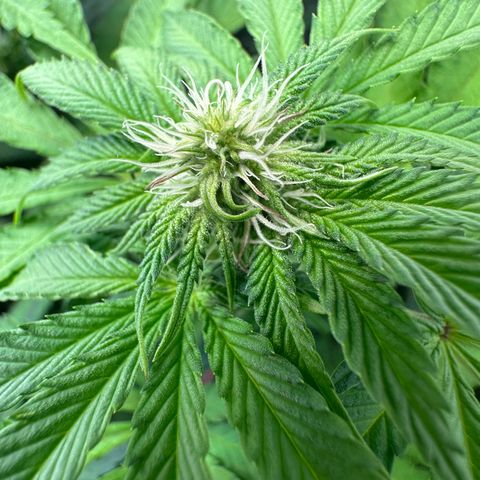 Blue Zushi growlog timeline photo