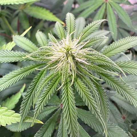 Blue Zushi growlog timeline photo