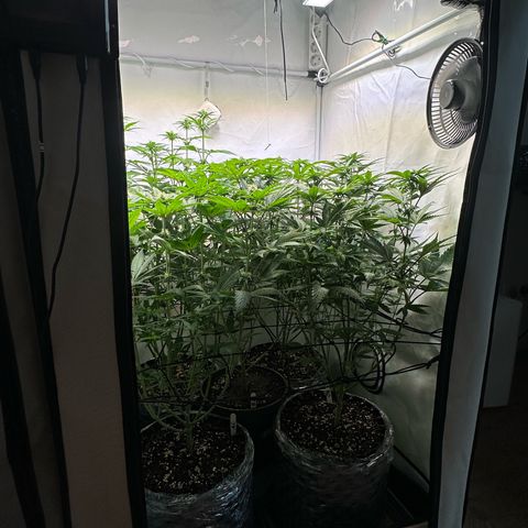 Animal Cookies growlog timeline photo