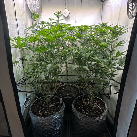 Animal Cookies growlog timeline photo