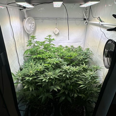 Animal Cookies growlog timeline photo