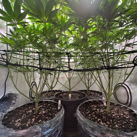Animal Cookies growlog timeline photo