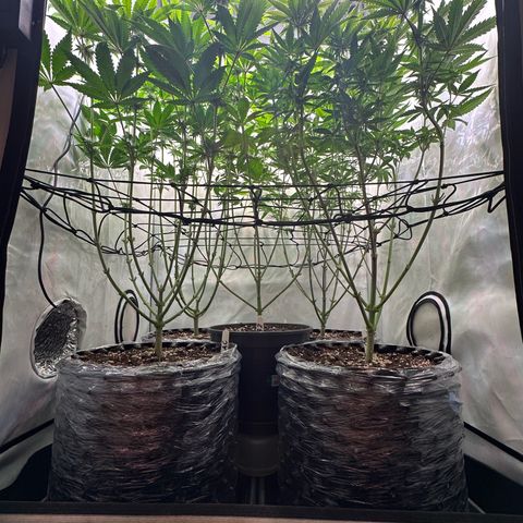 Animal Cookies growlog timeline photo