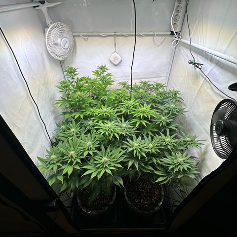 Animal Cookies growlog timeline photo