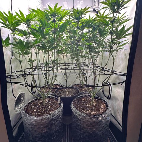 Animal Cookies growlog timeline photo