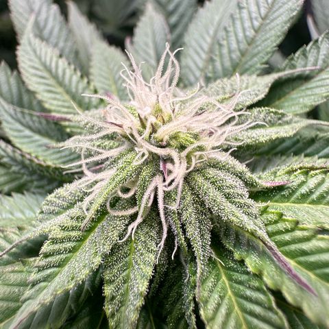 Orange Bud 2.0 growlog timeline photo
