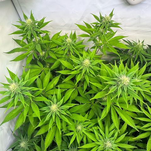 RS11 growlog timeline photo