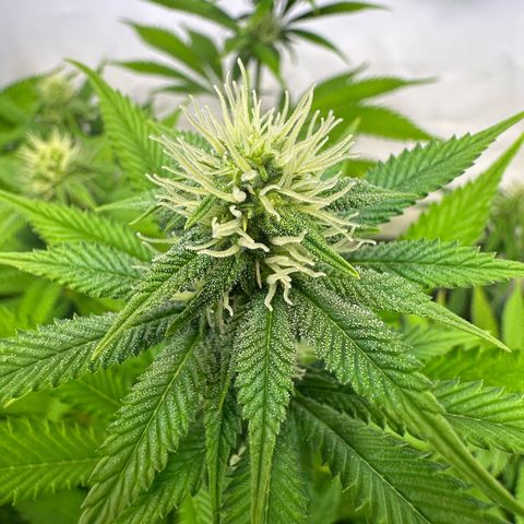 RS11 growlog timeline photo