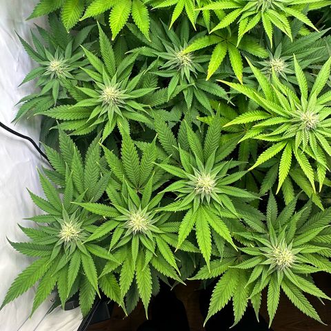 Animal Cookies growlog timeline photo