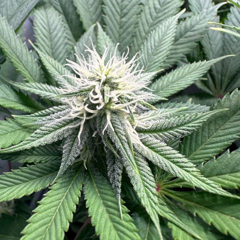 Animal Cookies growlog timeline photo