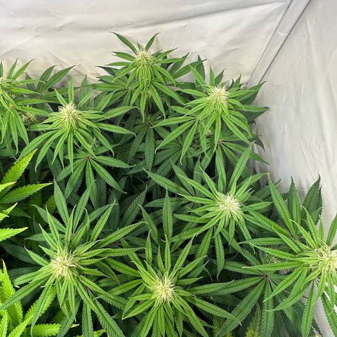 Blue Zushi growlog timeline photo