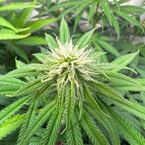 Blue Zushi growlog timeline photo