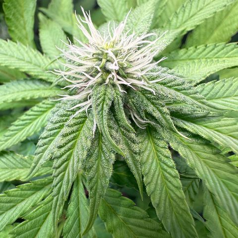 Blue Zushi growlog timeline photo