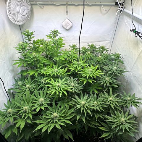 Animal Cookies growlog timeline photo