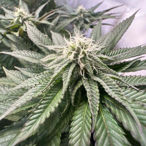 Orange Bud 2.0 growlog timeline photo