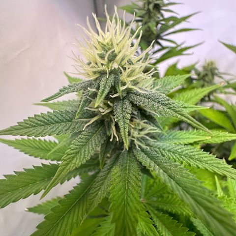RS11 growlog timeline photo