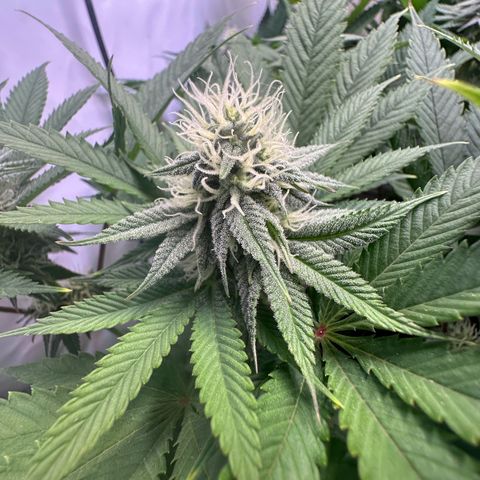 Animal Cookies growlog timeline photo