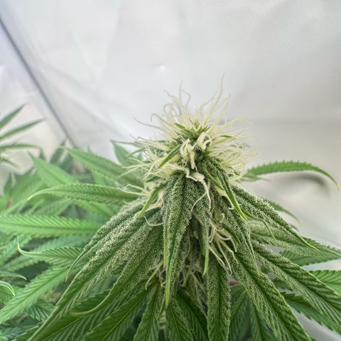 Blue Zushi growlog timeline photo