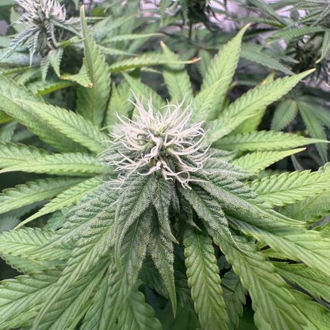 Blue Zushi growlog timeline photo