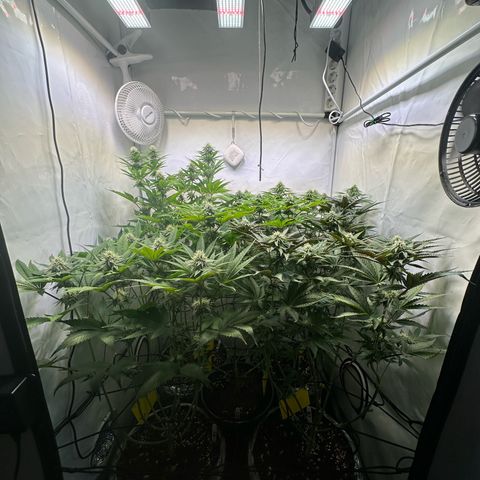 Animal Cookies growlog timeline photo