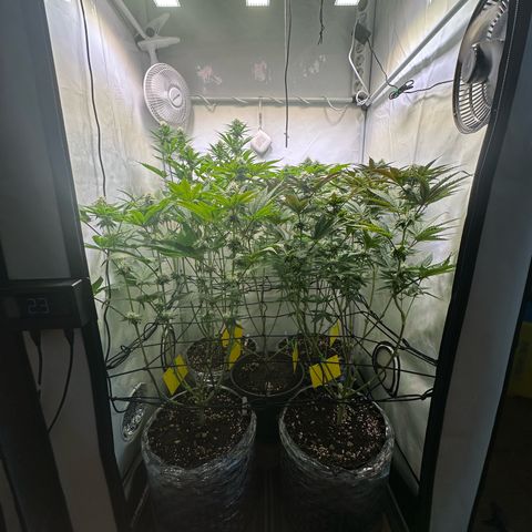 Animal Cookies growlog timeline photo