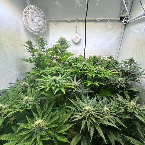 Animal Cookies growlog timeline photo