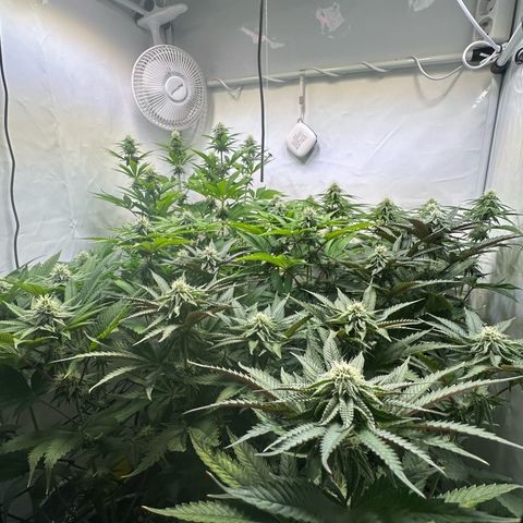 Animal Cookies growlog timeline photo