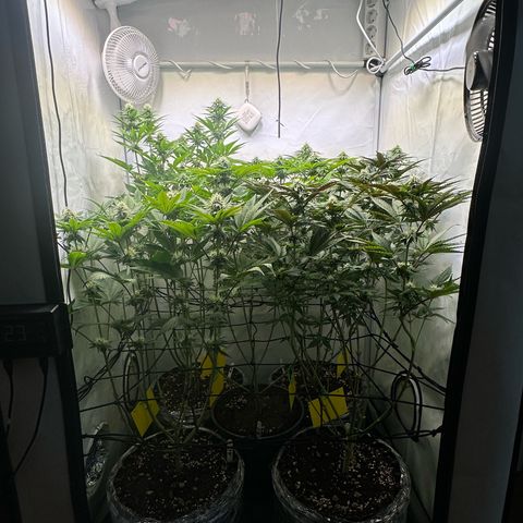Animal Cookies growlog timeline photo