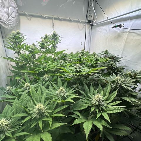 Animal Cookies growlog timeline photo