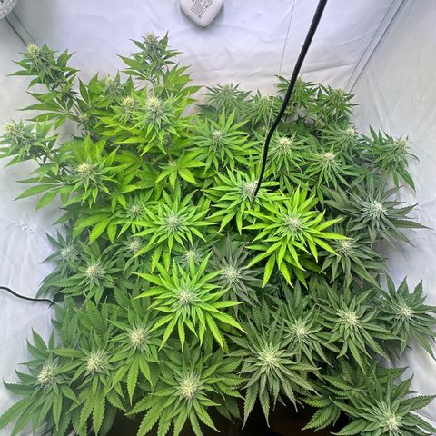 Animal Cookies growlog timeline photo