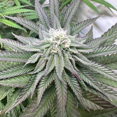 Orange Bud 2.0 growlog timeline photo