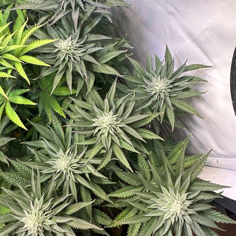 Orange Bud 2.0 growlog timeline photo