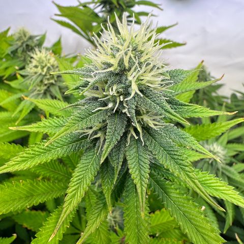 RS11 growlog timeline photo