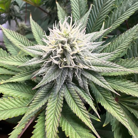 Animal Cookies growlog timeline photo