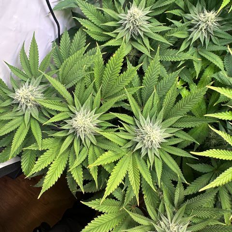 Animal Cookies growlog timeline photo