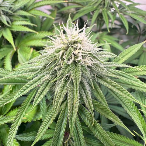 Blue Zushi growlog timeline photo