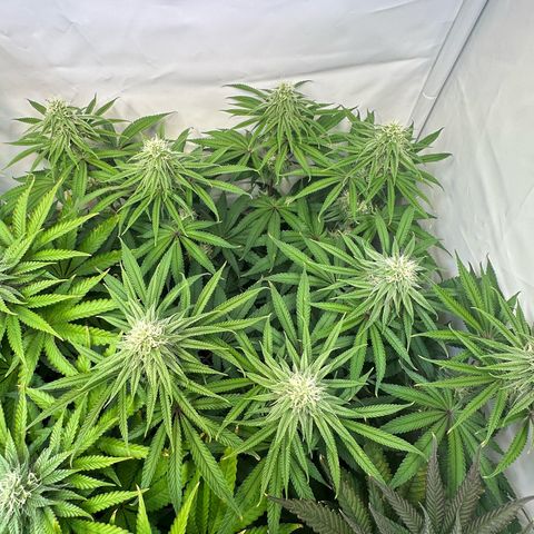 Blue Zushi growlog timeline photo