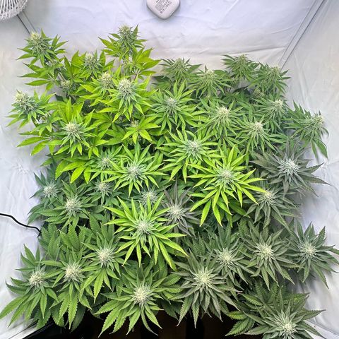 Animal Cookies growlog timeline photo