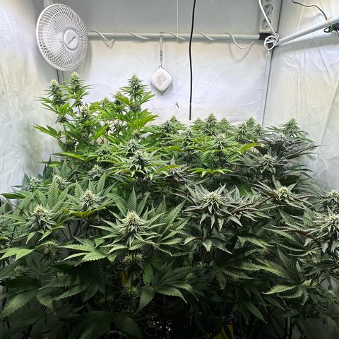 Animal Cookies growlog timeline photo