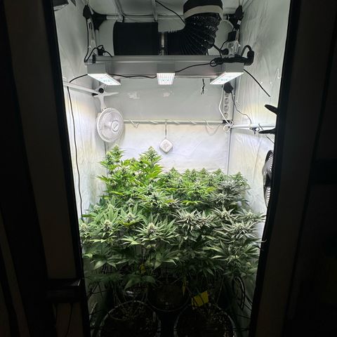 Animal Cookies growlog timeline photo
