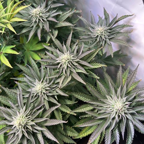 Orange Bud 2.0 growlog timeline photo