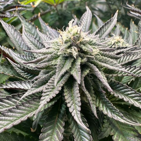 Orange Bud 2.0 growlog timeline photo