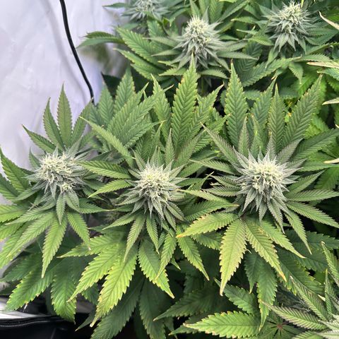 Animal Cookies growlog timeline photo